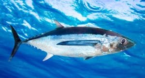 Tuna Fish in Tamil with Images – Soorai Fish & சூரை மீன்