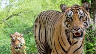 Animals Name in Tamil and English