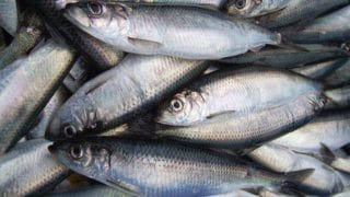 Herring fish in Tamil