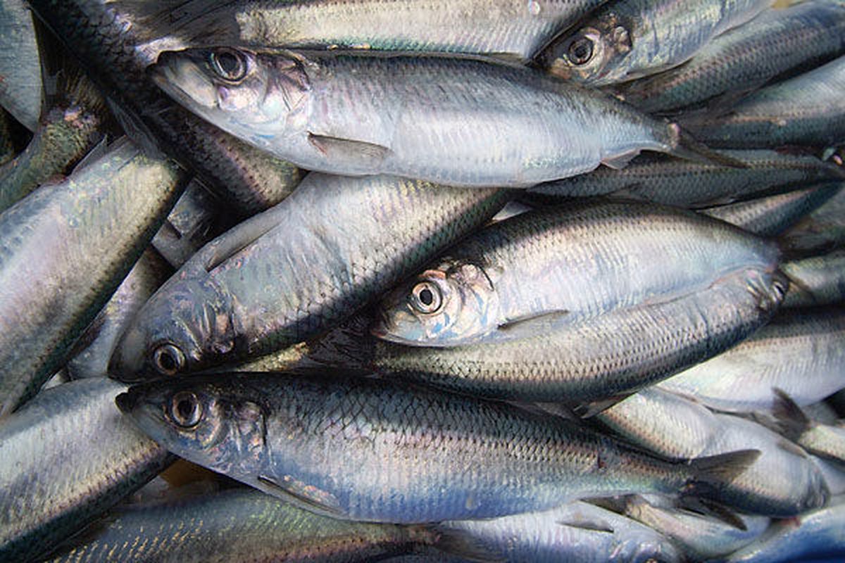 Herring Fish in Tamil | முரண் கெண்டை Mooran Kendai