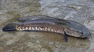 Snakehead Murrel Fish in Tamil