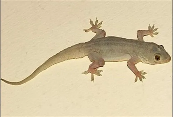 Palli Vilum Palangal