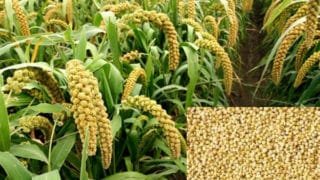 Foxtail Millet in Tamil