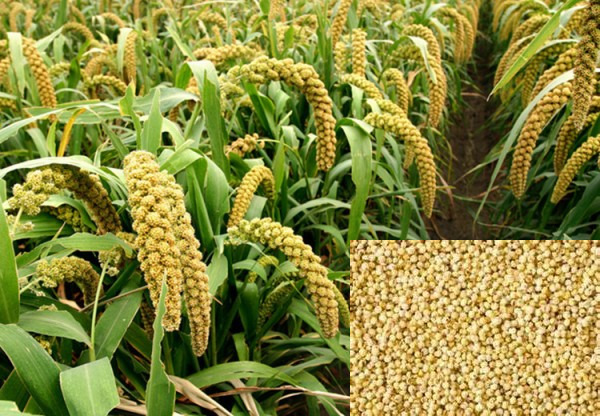 Foxtail Millet in Tamil